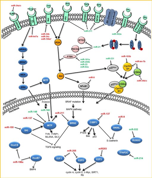 AG Bosserhoff (Chair 1) › Research › Institut für Biochemie